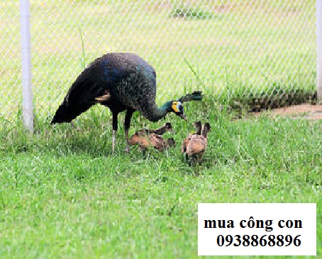 Trang trại nuôi chim công lớn nhất miền Tây - Tạp chí Chăn nuôi Việt Nam