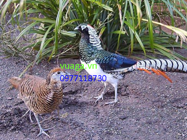 Mekong Pet on LinkedIn: Chim trĩ bảy màu thường có 3 loại chính: Chim trĩ  bảy màu đỏ: màu sắc chủ…