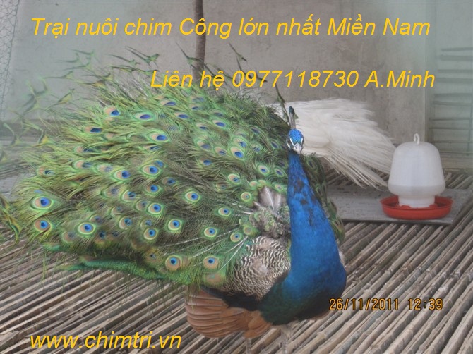 Đồng Hồ Chim Công Treo Tường Giá Rẻ Mã DHA02 | HomeAZ.vn