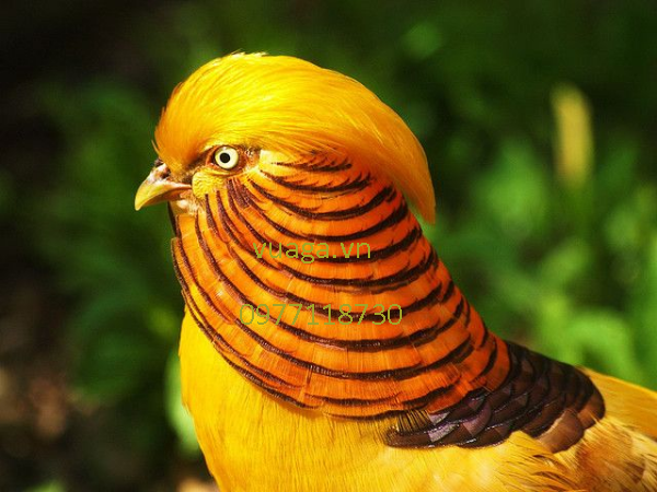 Chim Trĩ vàng bảy màu - Thiên Đường Chim