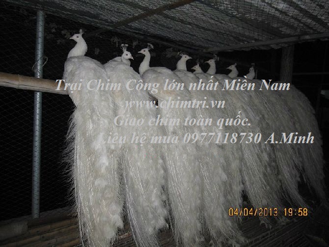 Chim Công Trắng-Trang Trại Vườn Chim Việt
