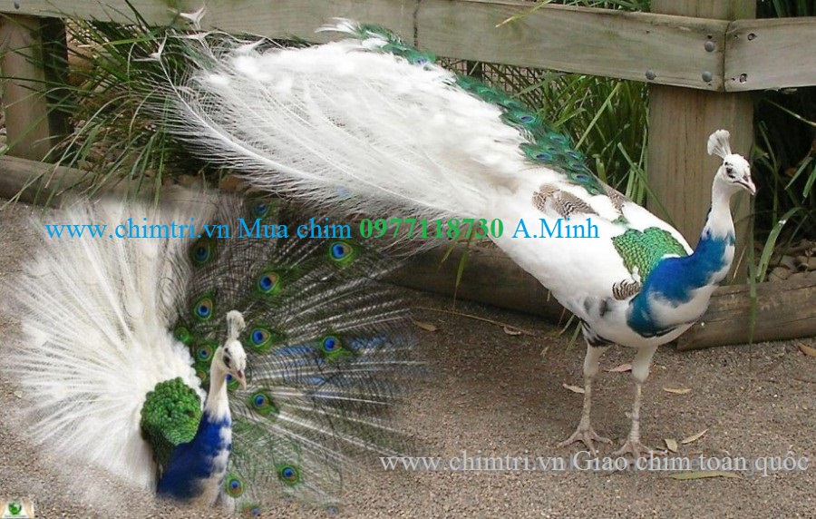 Chim Công Xanh Ấn Độ-Trang Trại Vườn Chim Việt