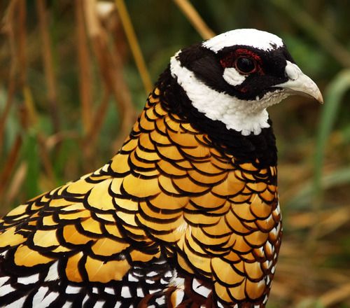 6 giống chim trĩ đẹp, được ưa chuộng | Farmvina Nông Nghiệp