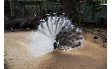 Ghé thăm vườn chim nhiệt đới đặc sắc tại Vĩnh Phúc - Báo điện tử VnMedia -  Tin nóng Việt Nam và thế giới
