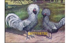 GÀ VẢY CÁ SƯ TỬ(silver polish chicken)