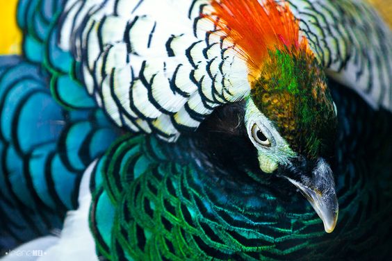 Chim trĩ xanh nhật bản-chim trĩ 7 màu xanh-Trang Trại Vườn Chim Việt